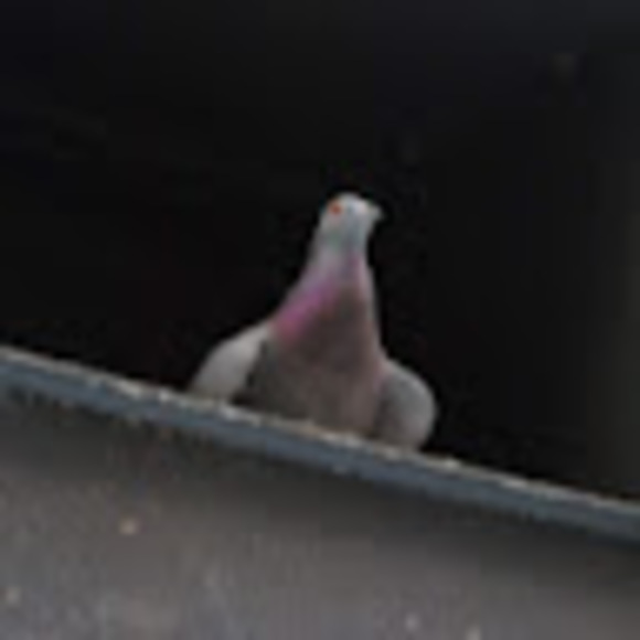 Meet your Posher, Bethany - Picture 1 of 1